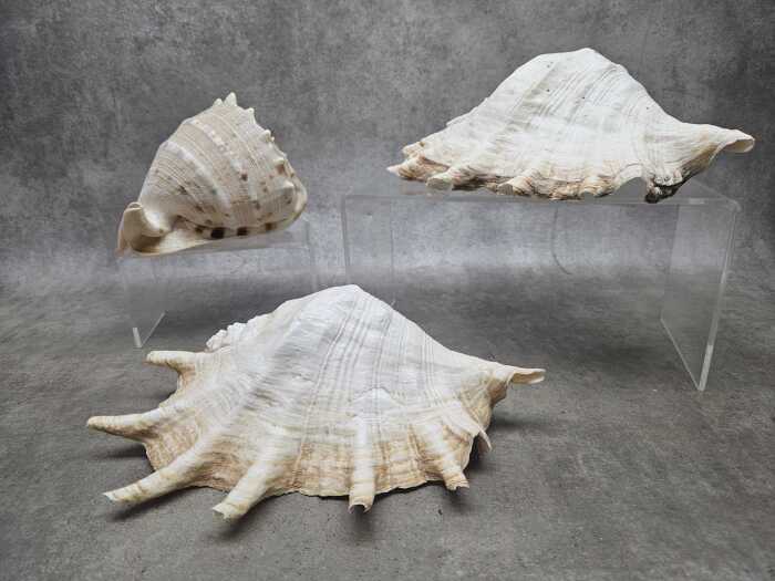 Three large shells