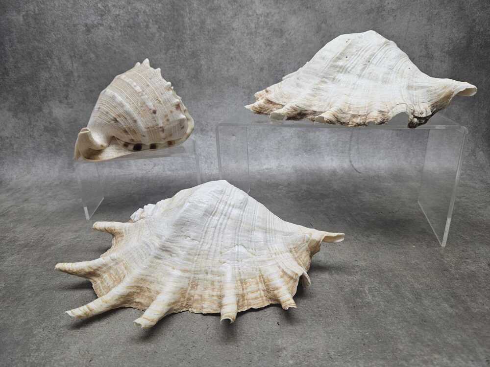 Three large shells