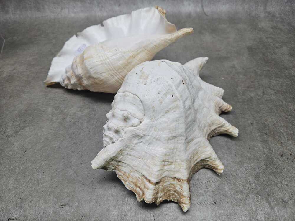 Three large shells