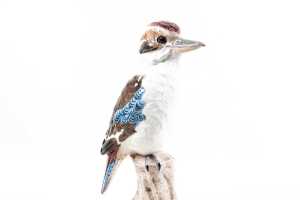 Scat Pottery glazed ceramic kookaburra figure, c. 1960s - 2