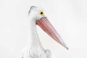 Scat Pottery glazed ceramic pelican figure, c. 1960s - 2