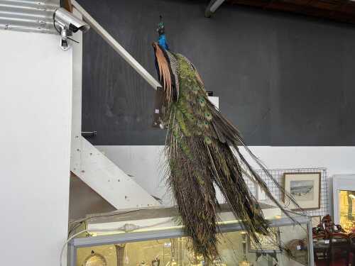 Vintage taxidermy peacock