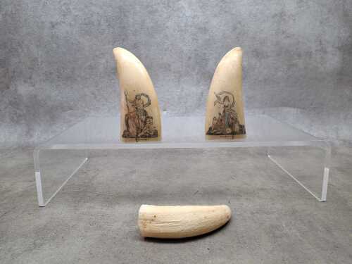 Three whales teeth, two with scrimshaw carvings