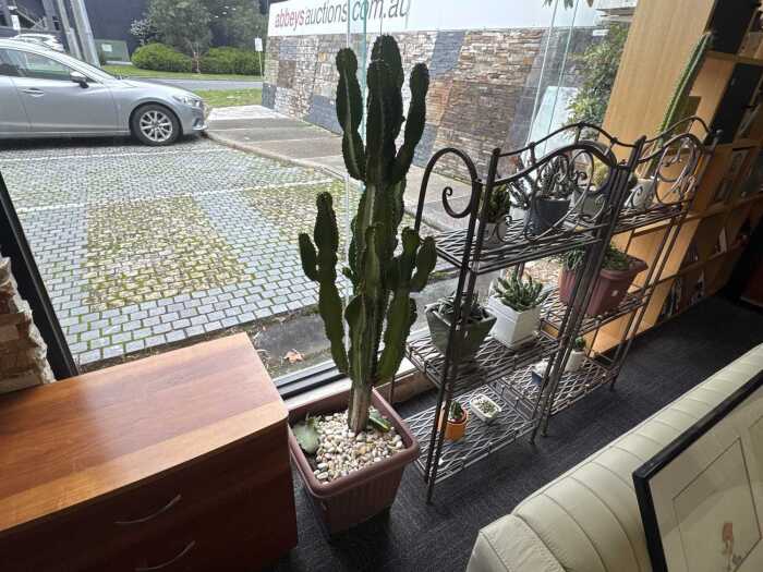 Large Cactus with pot