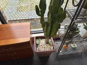 Large Cactus with pot - 2