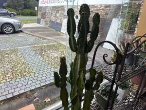 Large Cactus with pot - 3
