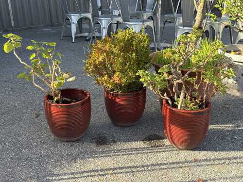 Three potted plant