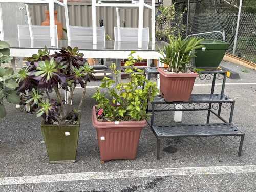 Three potted plants