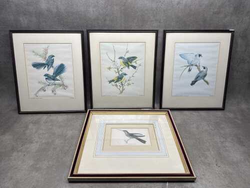 Four framed ornithological prints