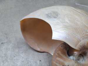 Carved nautilus shell - 6