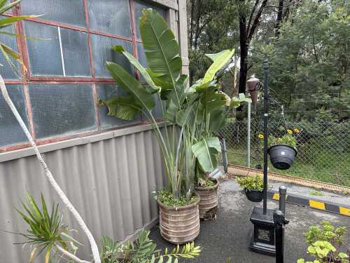 Large pot of Bird of paradise plant