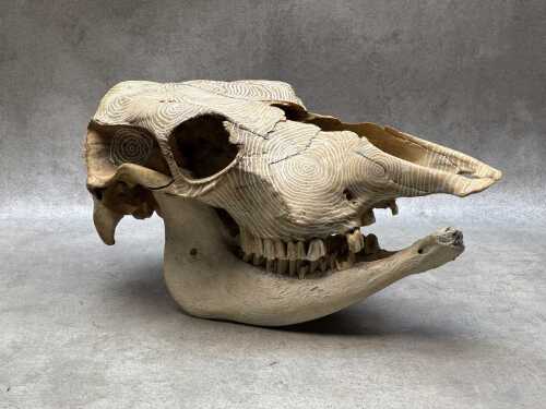 Decorative large animal skull