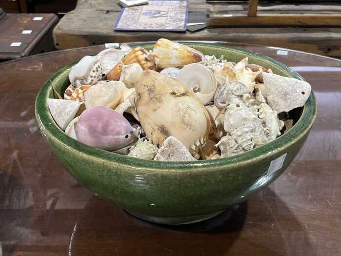Collection of seashells in a green ceramic bowl.