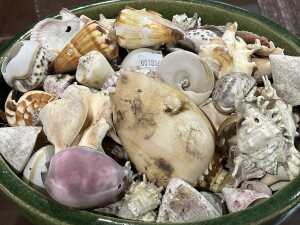 Collection of seashells in a green ceramic bowl. - 2