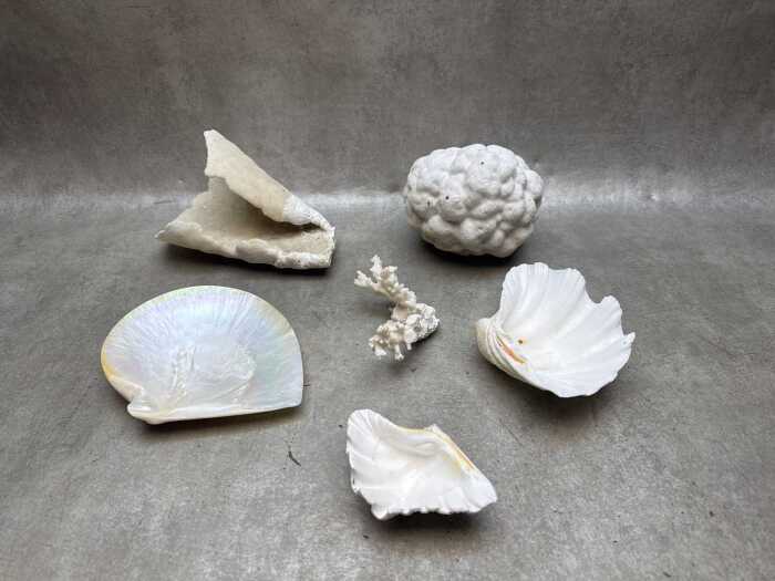 Collection of shells and coral