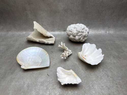 Collection of shells and coral