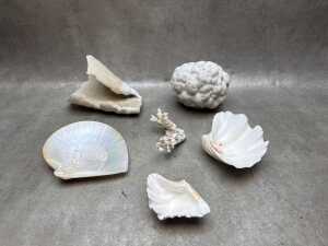 Collection of shells and coral