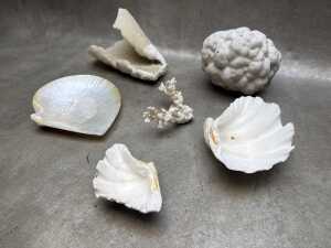 Collection of shells and coral - 2