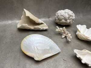 Collection of shells and coral - 3