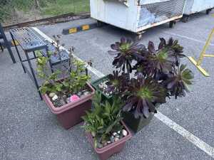 Four potted plants with metal plant stand - 2