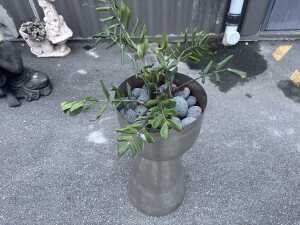 Stainless steel planter with plant - 2