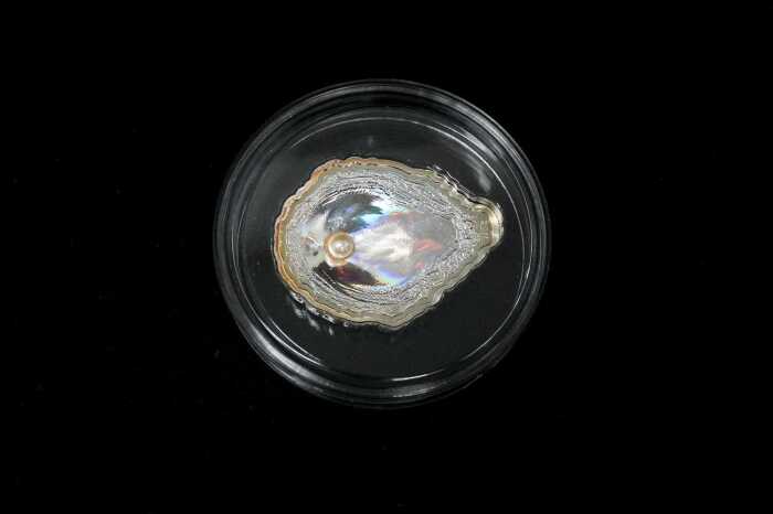 Republic of Palau, Oyster, silver proof coin, 25g