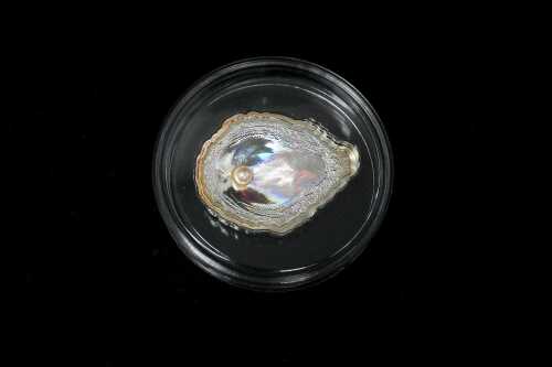 Republic of Palau, Oyster, silver proof coin, 25g