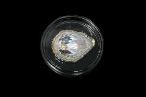 Republic of Palau, Oyster, silver proof coin, 25g