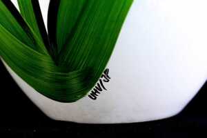 Ulrica Hydman Vallien for Kosta Boda 'Tulipa' hand-painted glass vase - 5