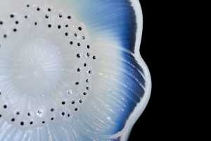 Lalique Anemone opalescent crystal bottle stopper - 4