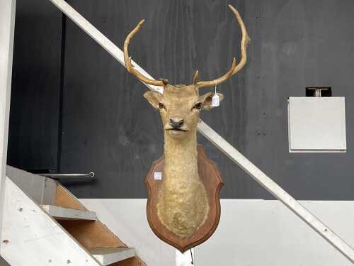 Vintage taxidermy deer head mounted on a timber plaque