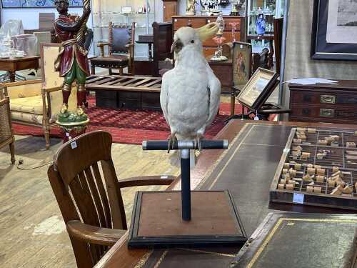 Vintage taxidermied Sulphur-Crested Cockatoo