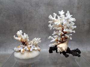 Two decorative coral and shell sculptures