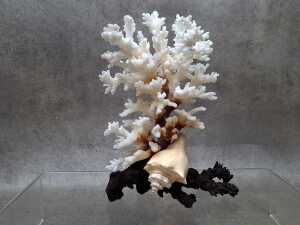 Two decorative coral and shell sculptures - 4