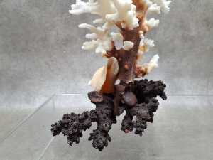 Two decorative coral and shell sculptures - 5