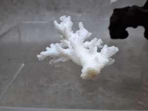 Two decorative coral and shell sculptures - 6