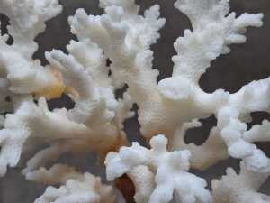 Two decorative coral and shell sculptures - 7