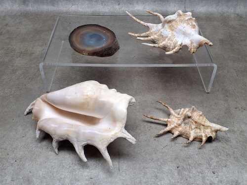 Four specimens