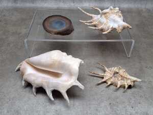 Four specimens