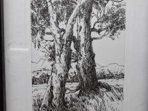 Jorg (artist unknown), (Two old gum trees in landscape) 2024, ink drawing on paper - 2