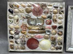 Collection of pearl and shell specimens with a Japanese insect identification book - 2