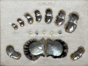 Collection of pearl and shell specimens with a Japanese insect identification book - 3