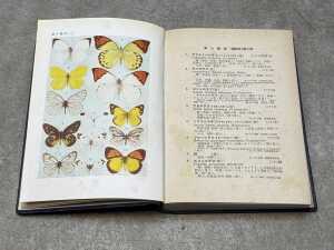 Collection of pearl and shell specimens with a Japanese insect identification book - 4