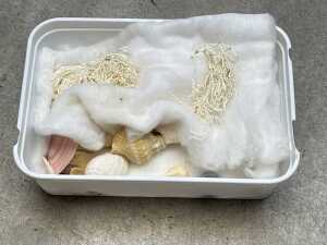 Collection of pearl and shell specimens with a Japanese insect identification book - 5