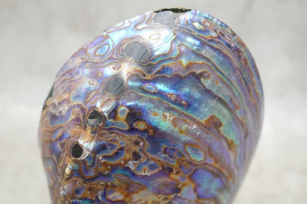 An Abalone shell