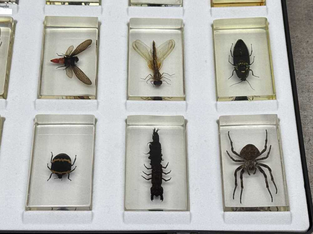 A collection of 15 resin sealed bug specimens in display case