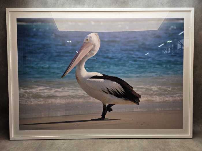 Contemporary photographic print of a pelican.