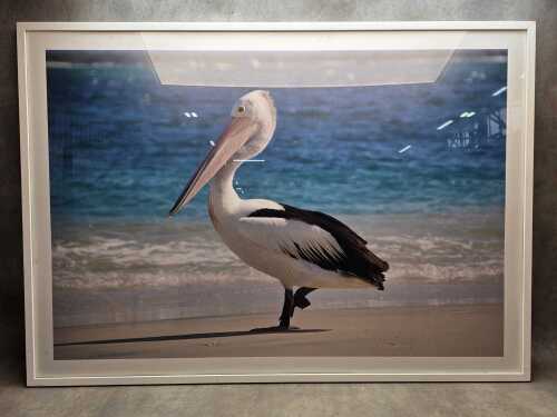 Contemporary photographic print of a pelican.