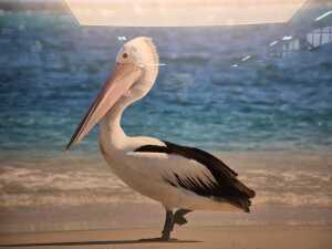 Contemporary photographic print of a pelican. - 2