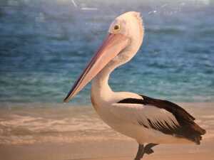 Contemporary photographic print of a pelican. - 3
